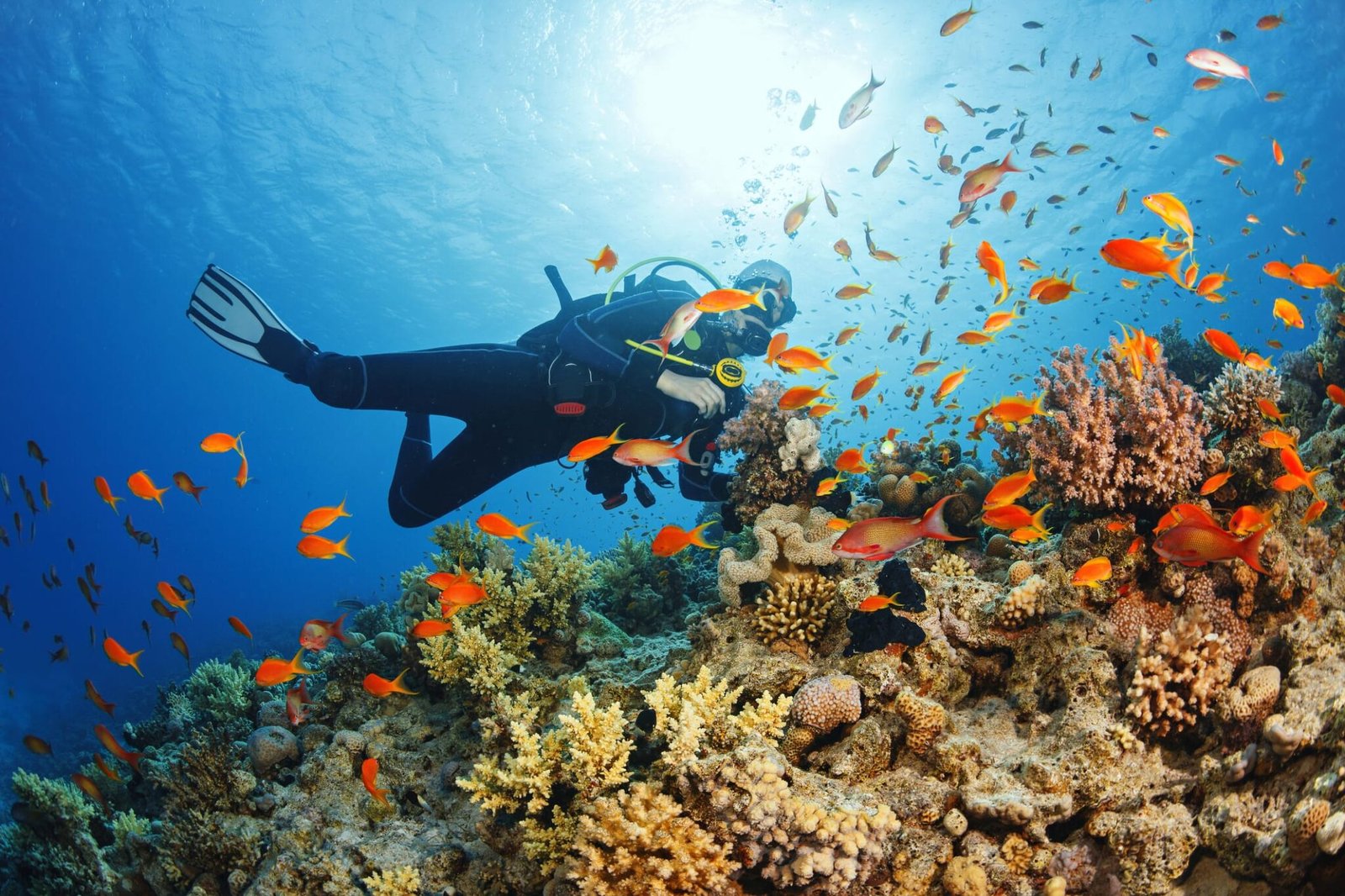 Interesting Facts About Scuba Diving