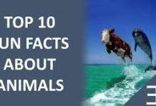 Random Fun Facts about Animals