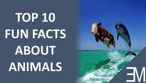 Random Fun Facts about Animals