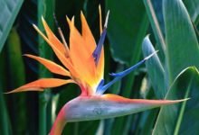 Bird of Paradise