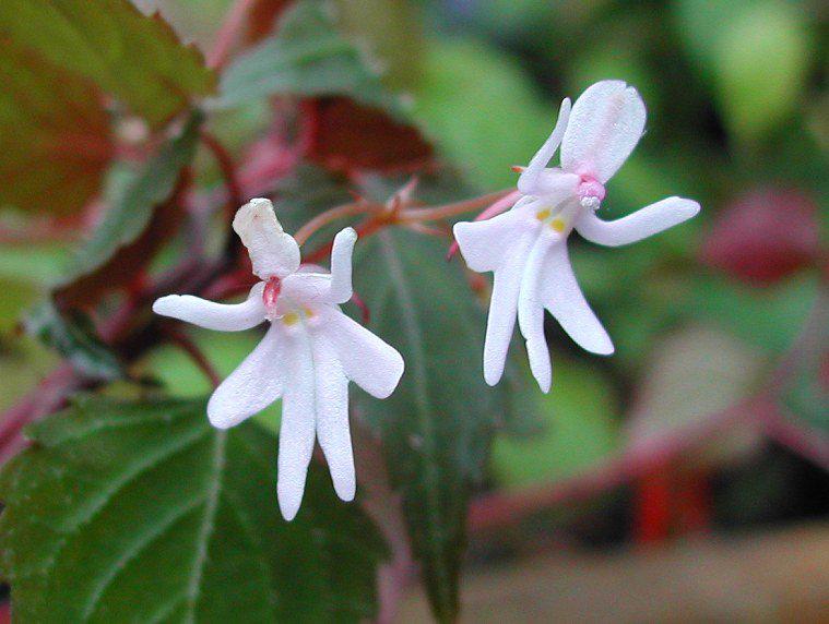 Dancing Girls Impatiens