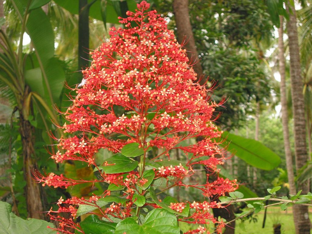 Pagoda flower