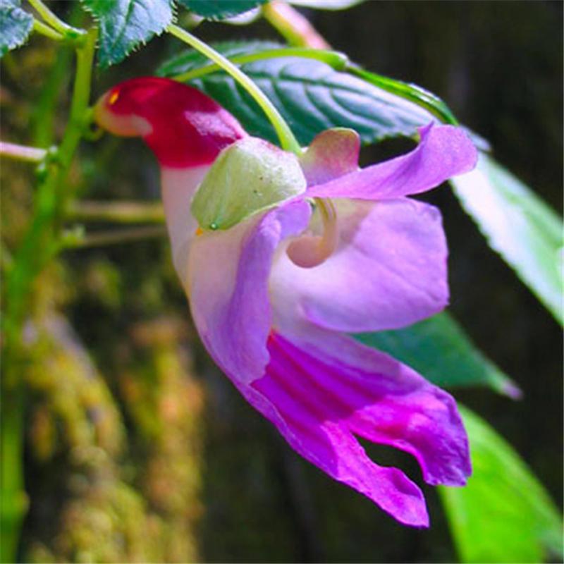 Parrot Flower