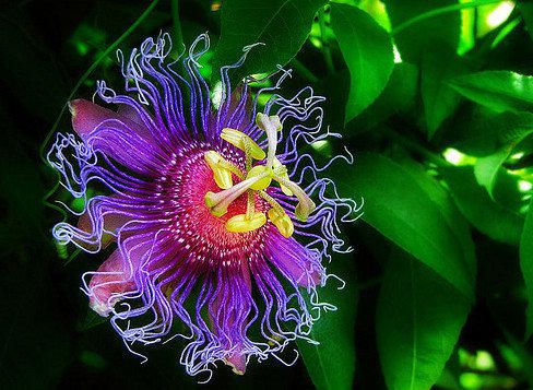 Passionflower