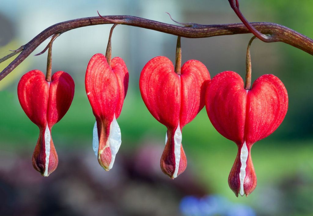 The Bleeding Heart flower