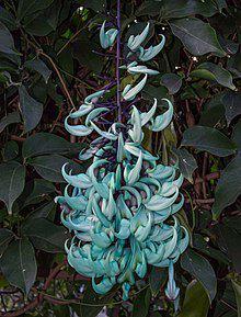 The Jade vine