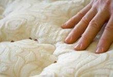 Bed Bugs From Your Bed