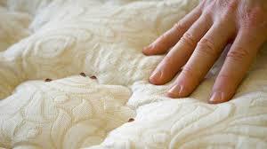 Bed Bugs From Your Bed