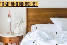 HOW TO GET RID OF BED BUGS FAST
