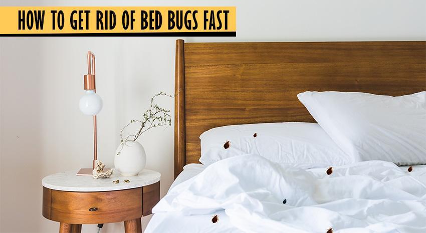 HOW TO GET RID OF BED BUGS FAST