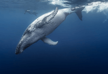 Whales The Wonders Of Nature