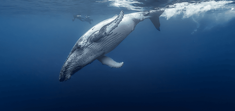 Whales The Wonders Of Nature