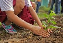 Organic Gardening at Home
