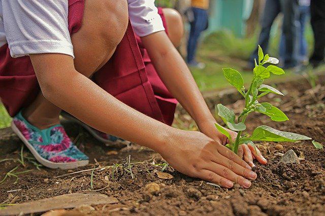 Organic Gardening at Home