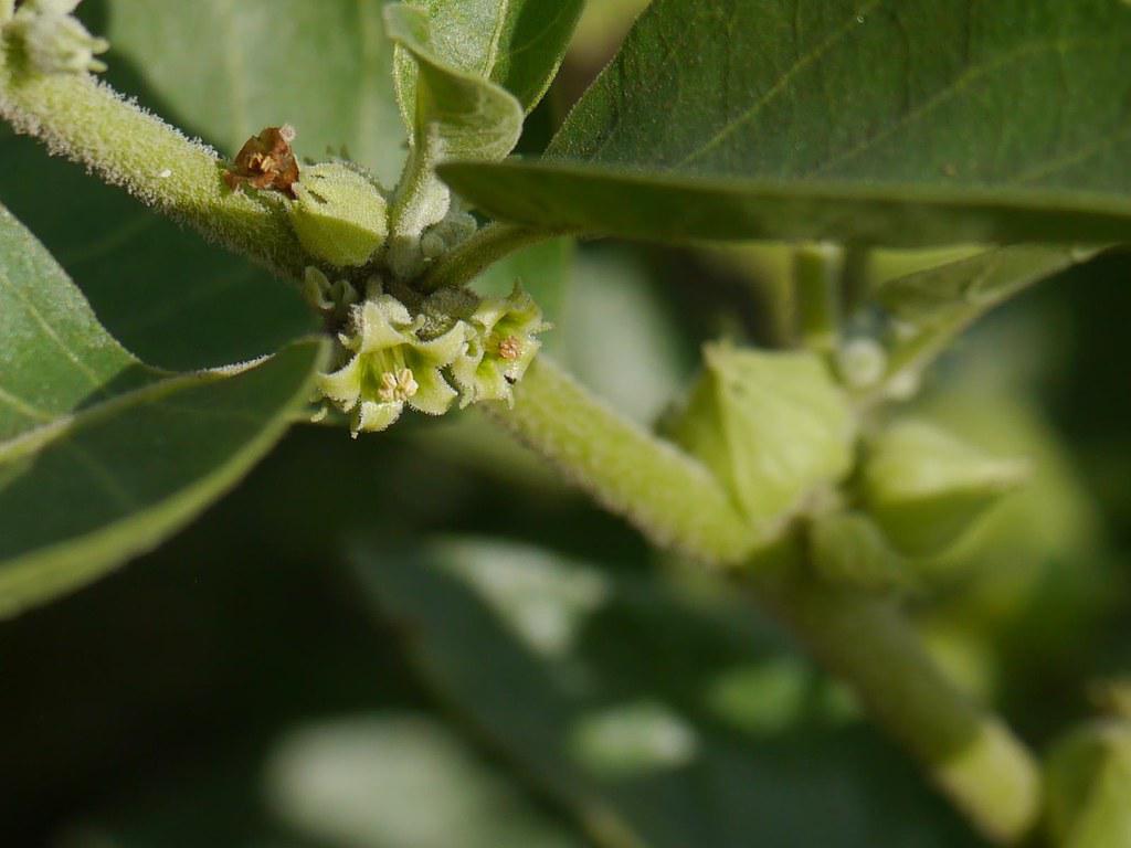 4 Amazing Health Benefits of Ashwagandha Powder