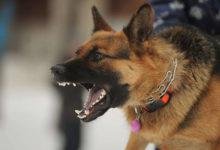 Dog Bite