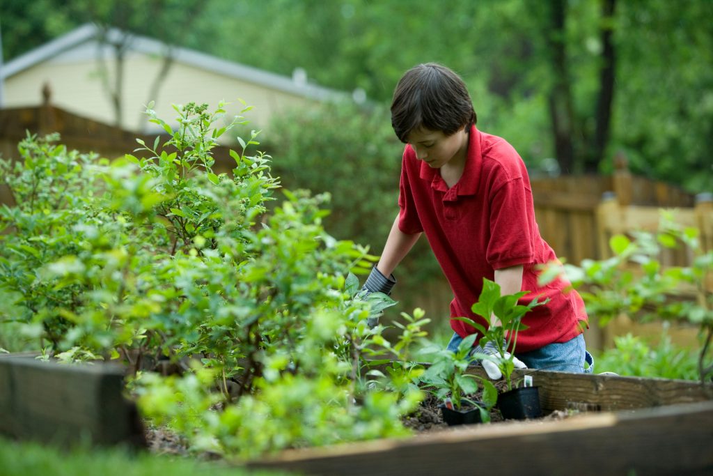 Food gardening