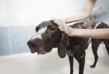 Groom Your Dog