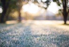 Lawn for Winter