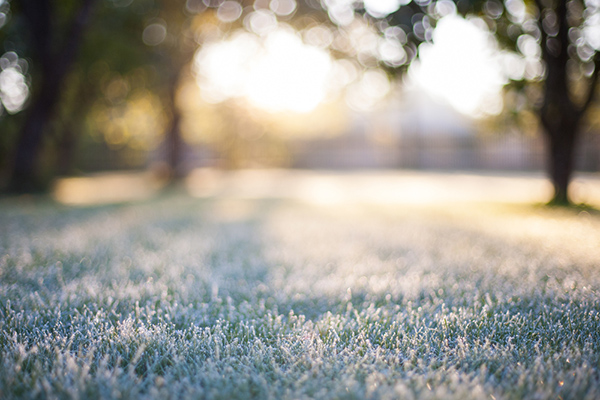 Lawn for Winter