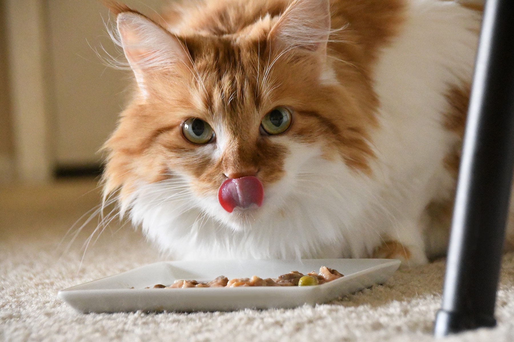 Can I switch my diabetic cat to a raw diet?
