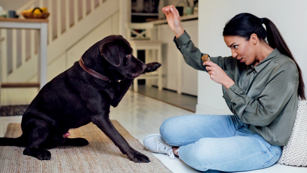 Tips to Craft Your Possess Dog Logos for Your Local Dog Protection