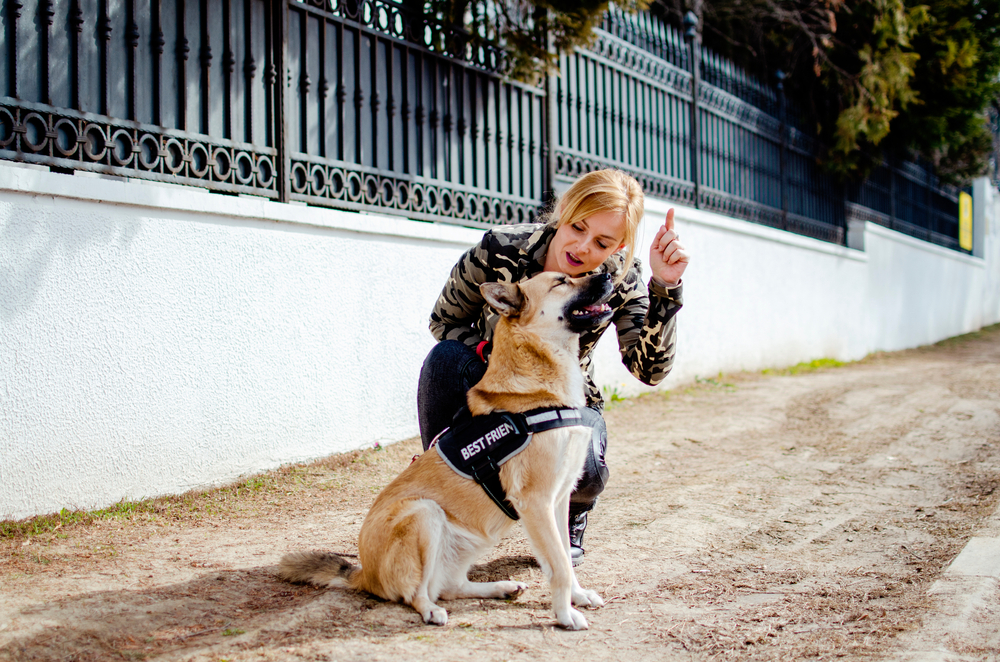 Pet Ownership and Animal Shelters