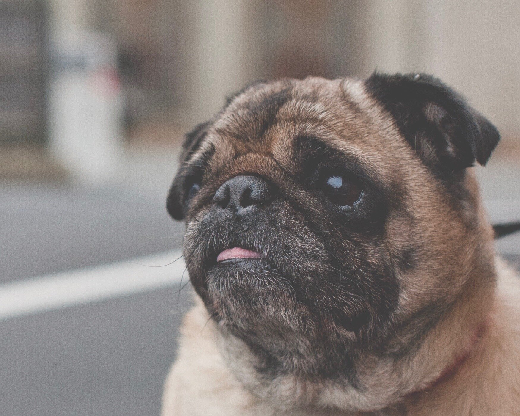 Pet Information – Raising a Puppy